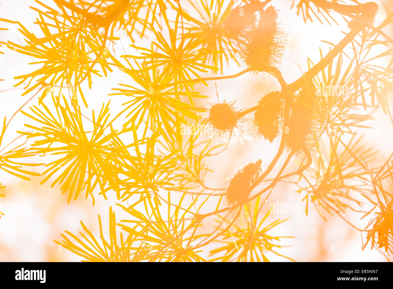 Australian forest foliage photographed against the light to make an interesting abstract image. Stock Photo