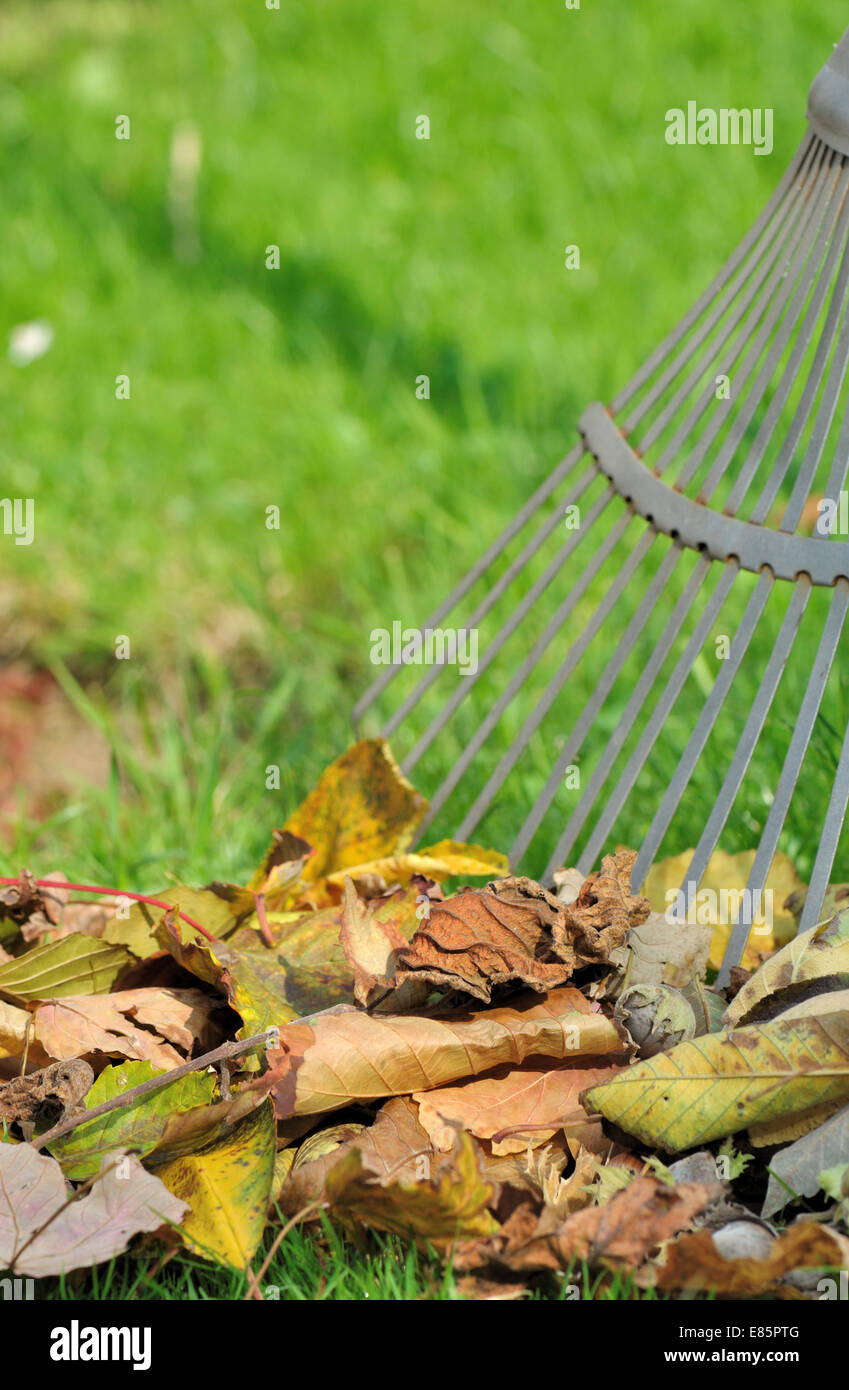 pick up dead leaves with rake Stock Photo Alamy