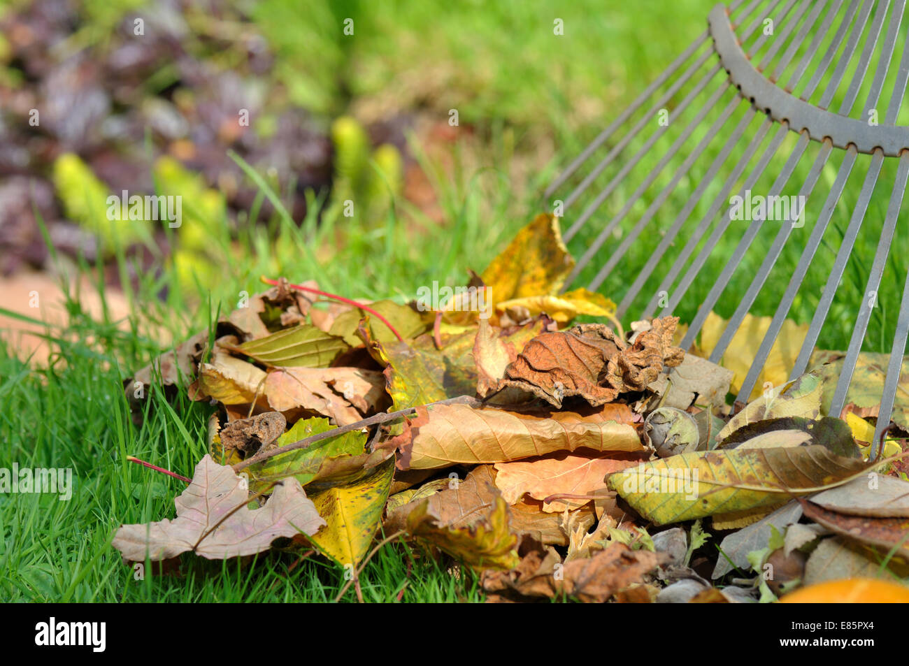 pick up dead leaves with rake Stock Photo Alamy