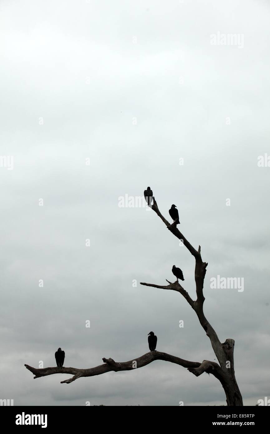 Vultures on a dead tree Stock Photo Alamy