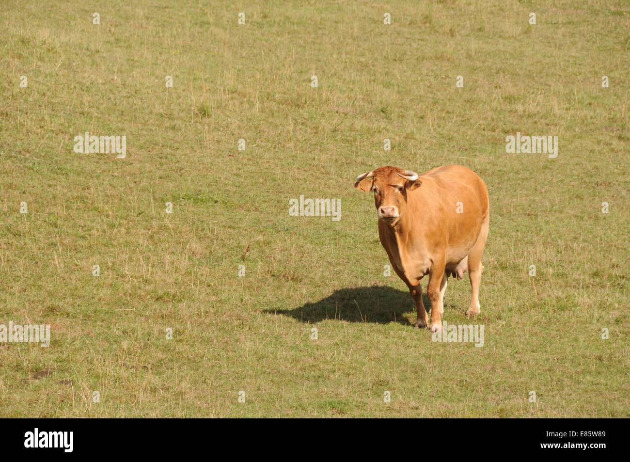 Cow Ina Feild Cow in a field Stock Photo - Alamy