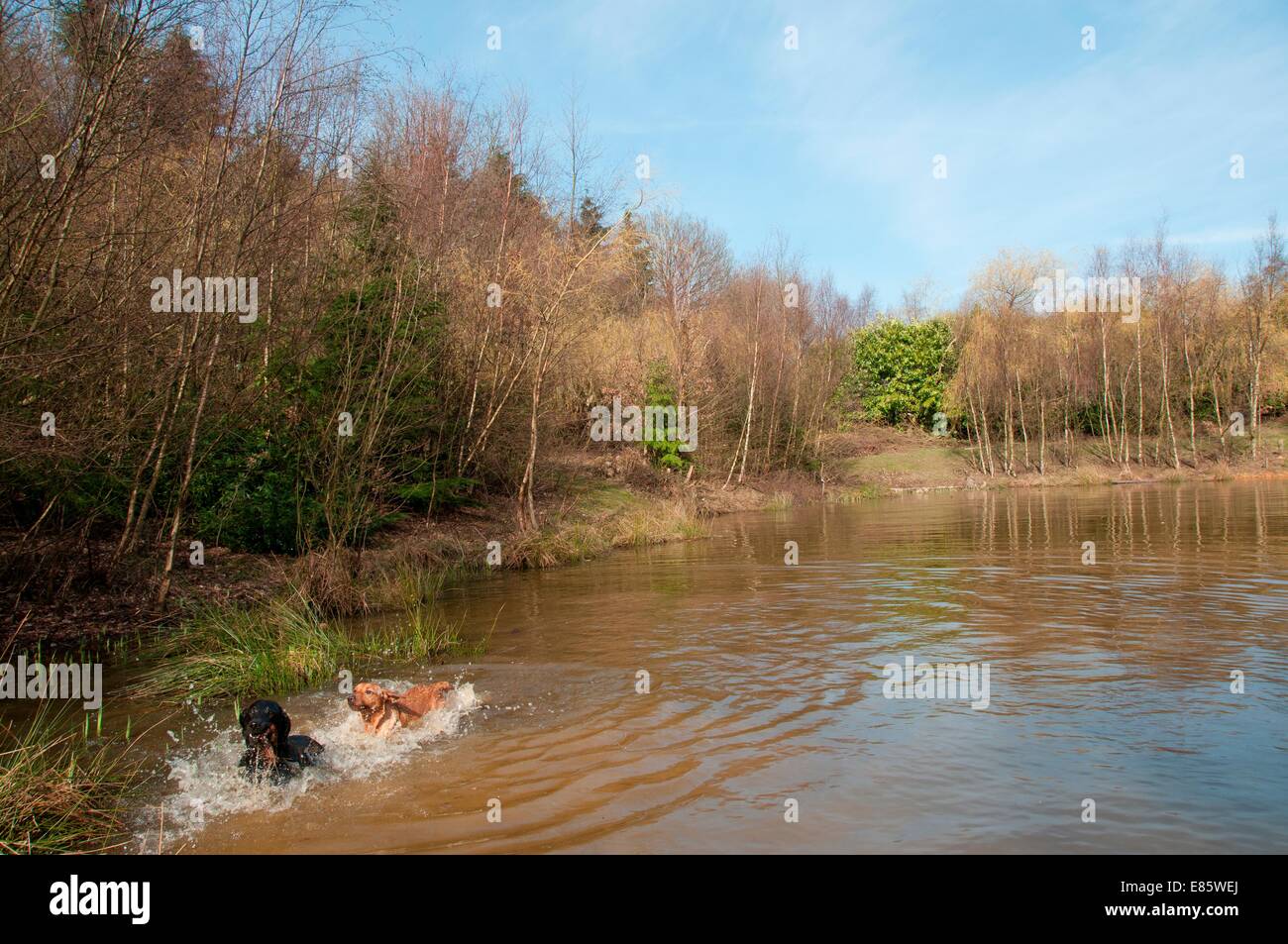 Dogs swimming in a pond Stock Photo - Alamy