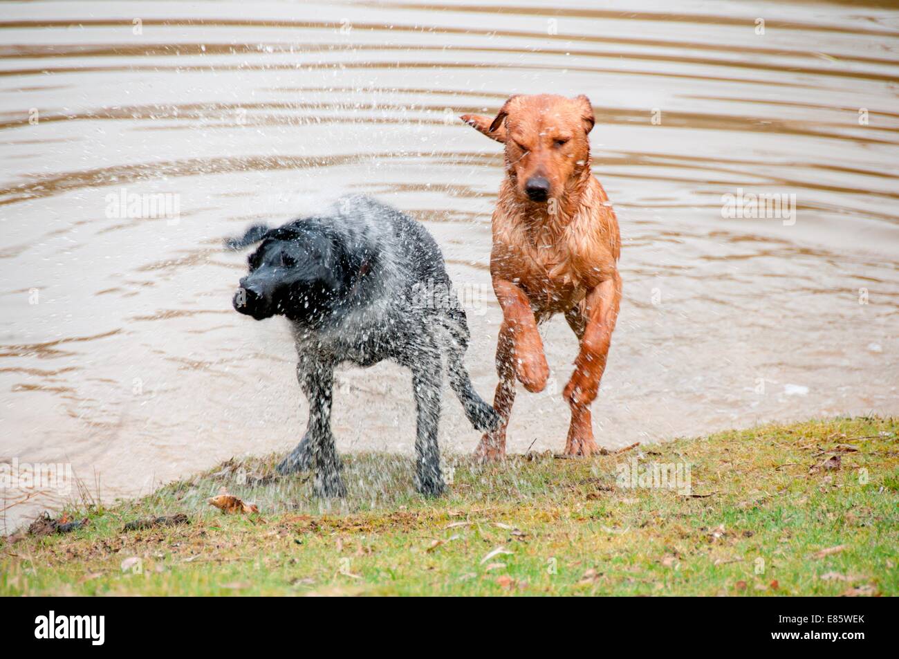 Dogs jumping out of a pond Stock Photo Alamy