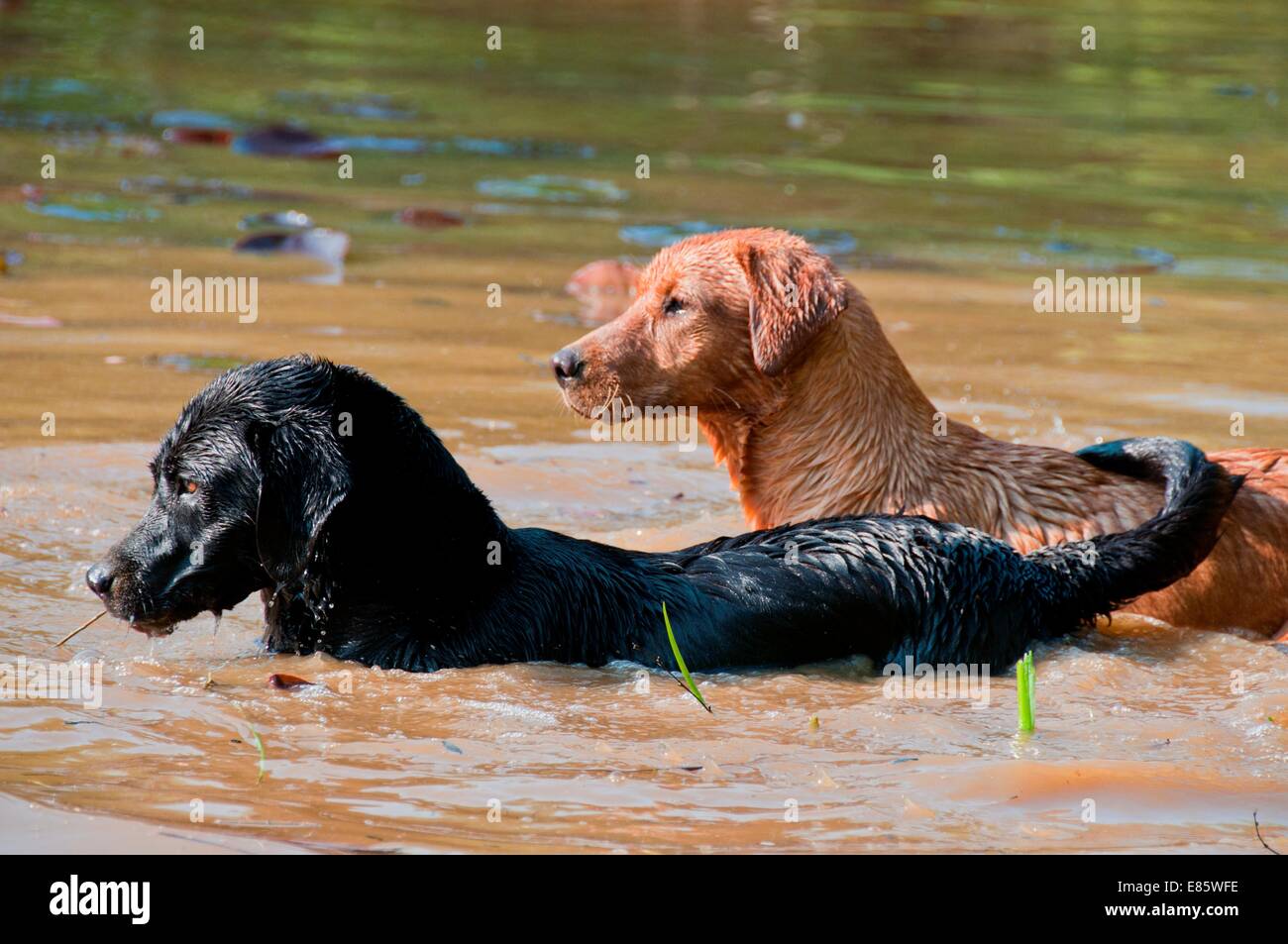Dogs in a pond Stock Photo - Alamy