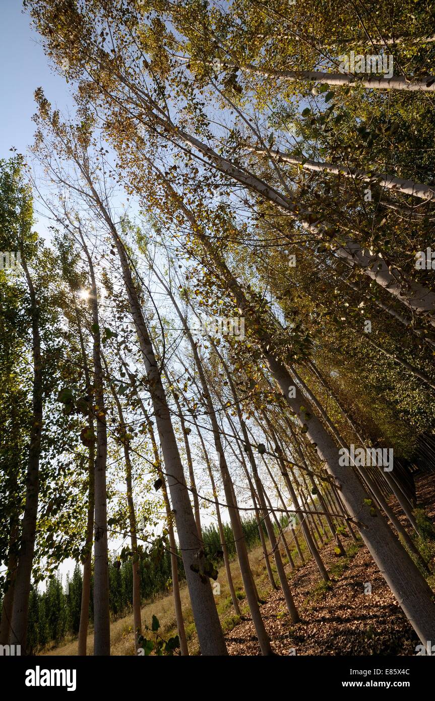 Aspen Trees Avenue High Resolution Stock Photography and Images - Alamy