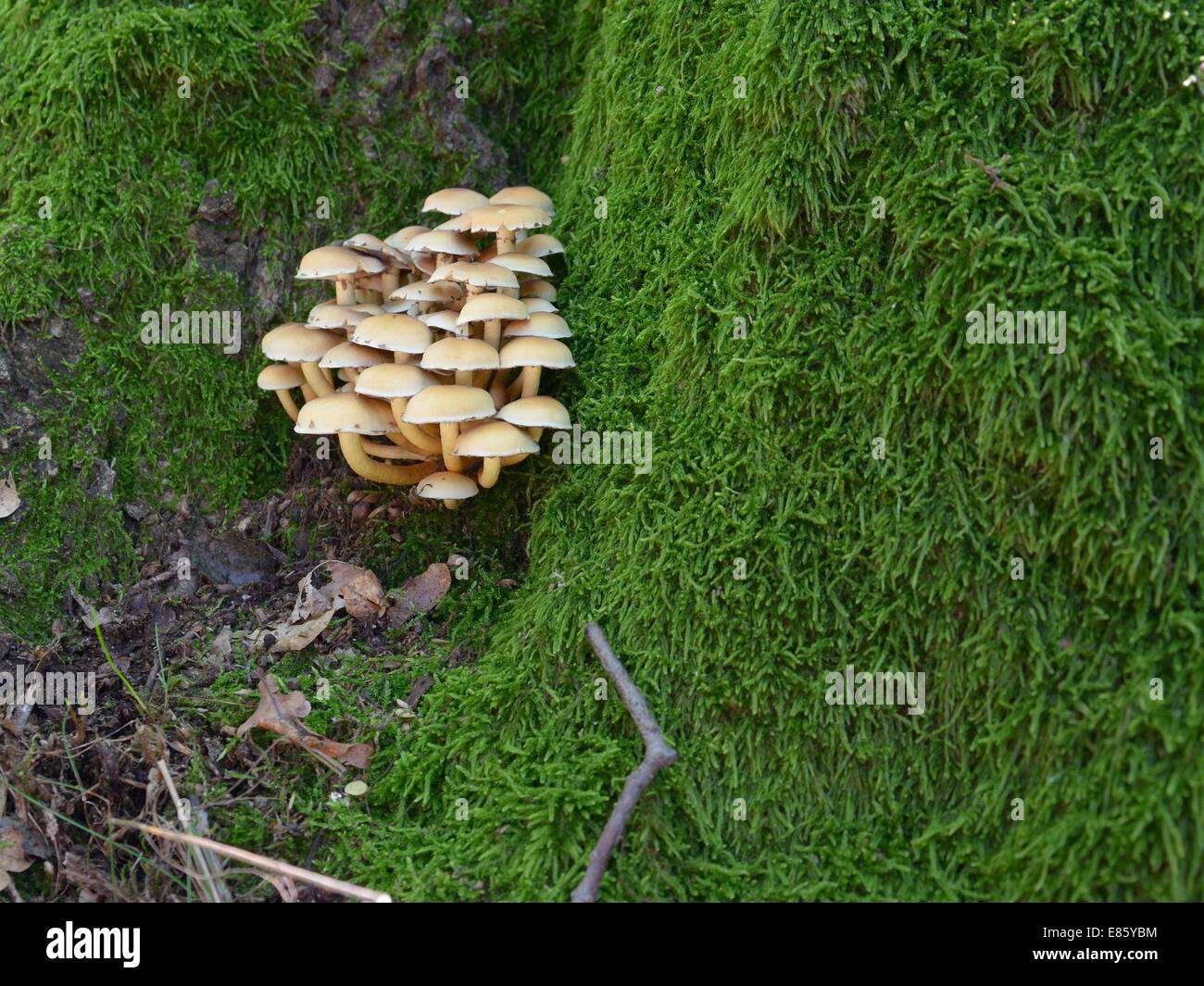 Sulphur tuft, sulfur tuft or clustered woodlover - Hypholoma fasciculare Stock Photo