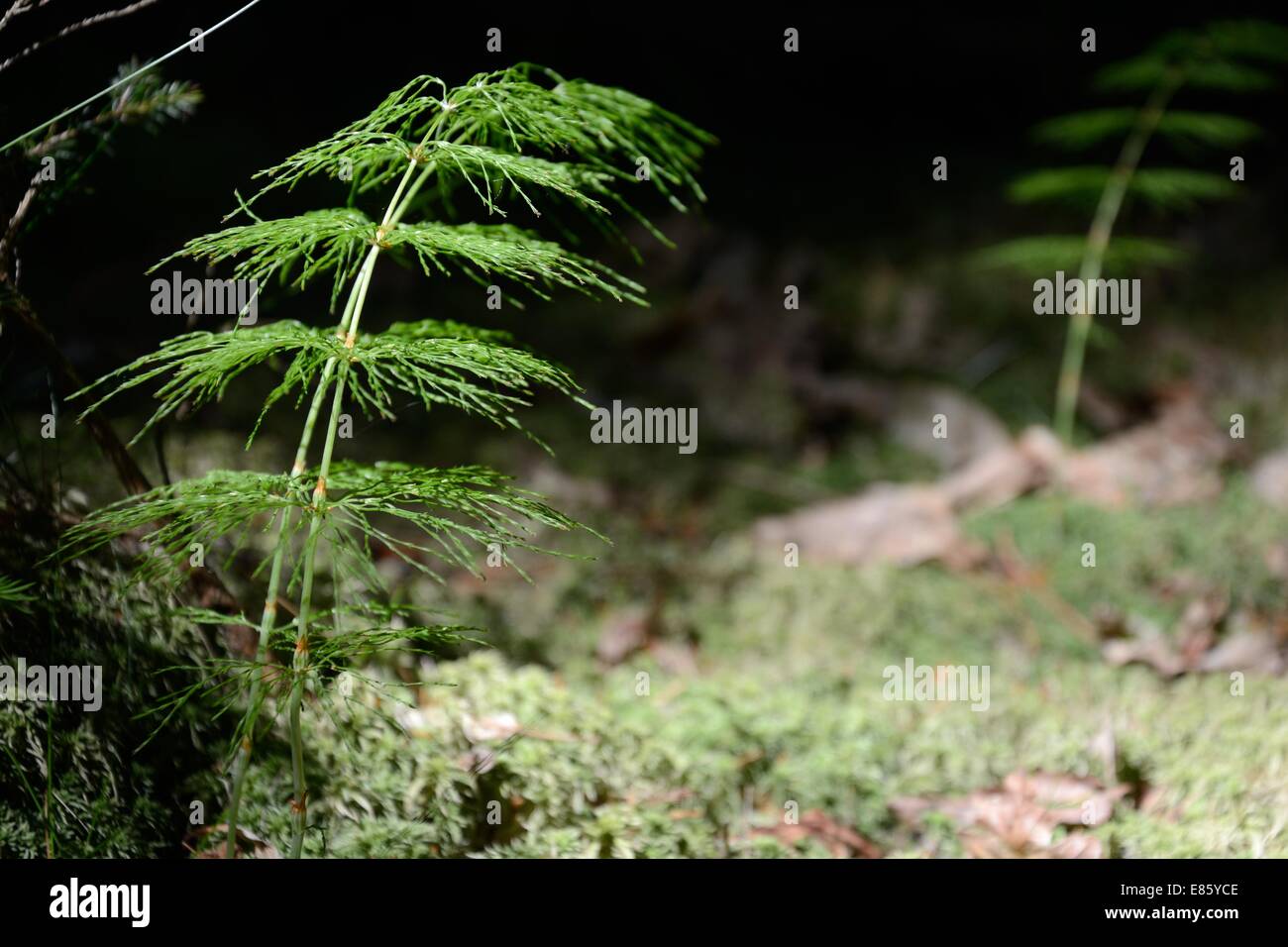 Wood horsetail - Equisetum sylvaticum Stock Photo
