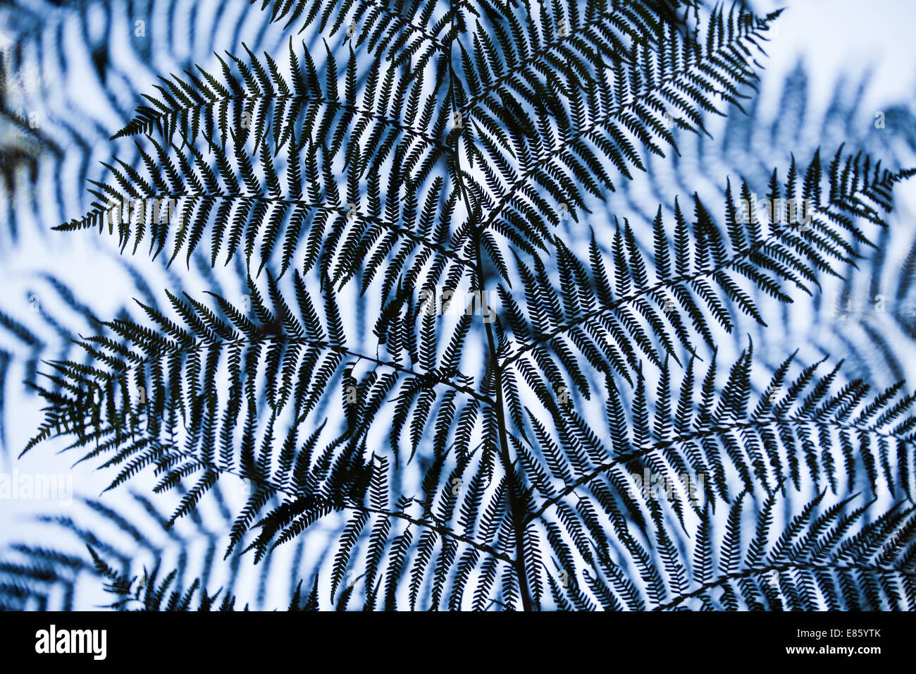 Australian tree fern leaves hi-res stock photography and images - Alamy