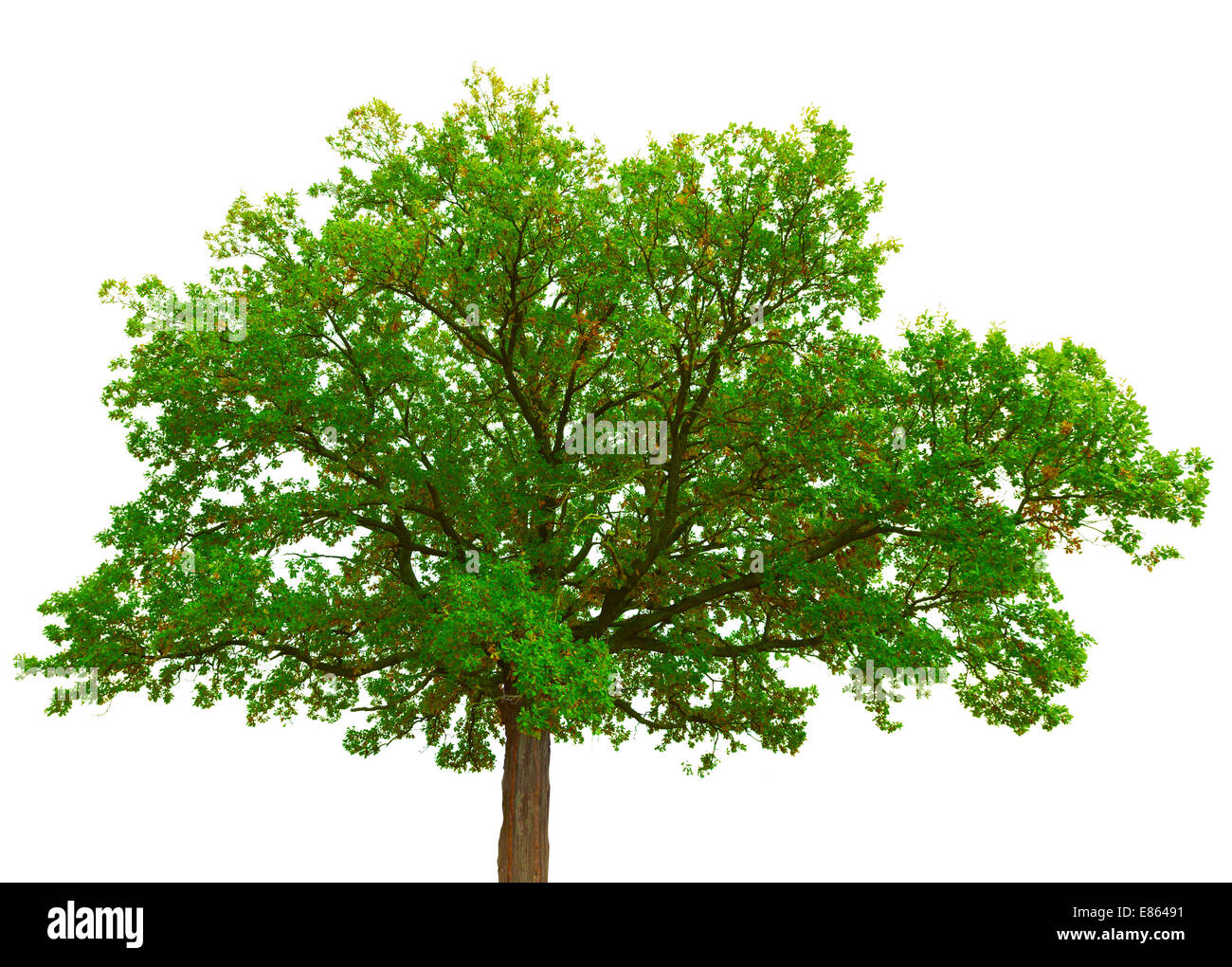 Old oak tree crown isolated on white background Stock Photo Alamy