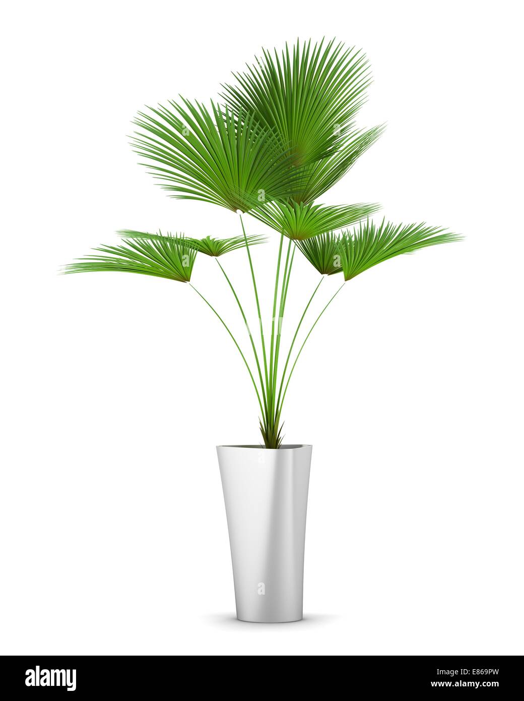 palm tree in pot isolated on white background Stock Photo - Alamy
