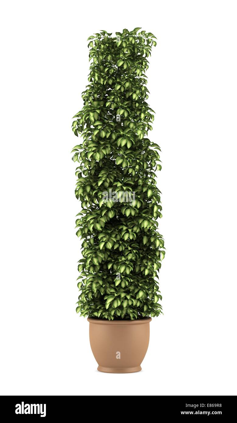 decorative plant in pot isolated on white background Stock Photo - Alamy