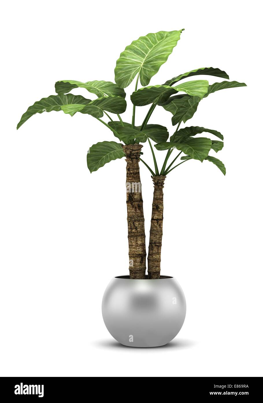 palm tree in pot isolated on white background Stock Photo - Alamy