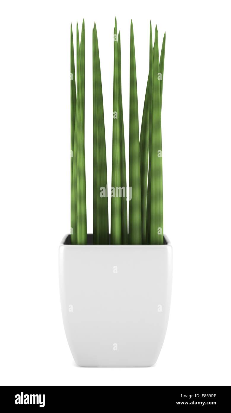 decorative houseplant in pot isolated on white background Stock Photo ...