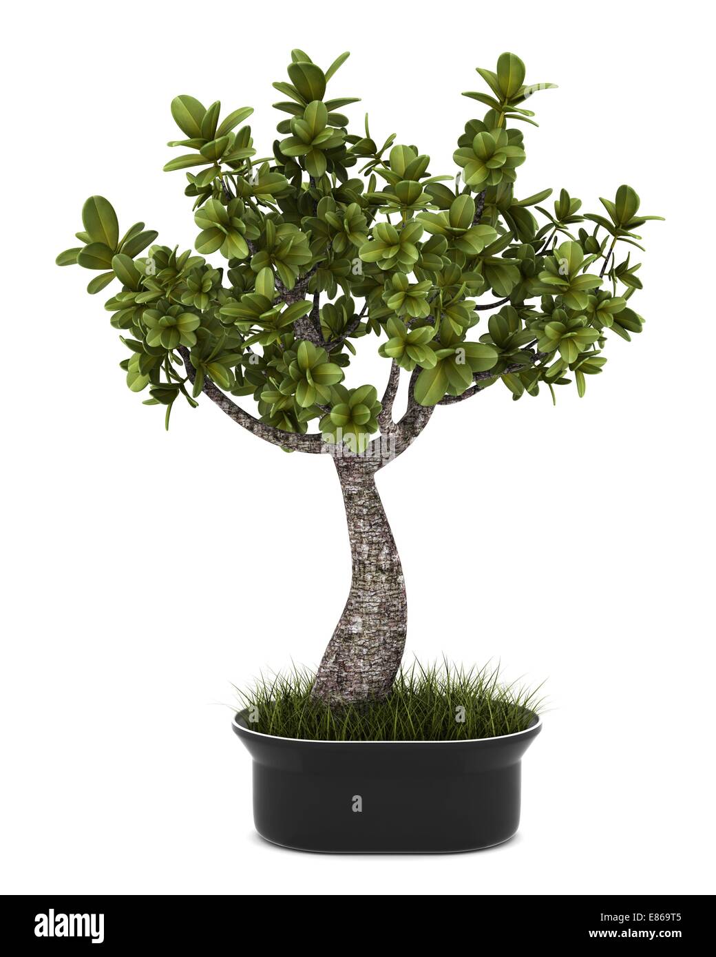 bonsai plant in pot isolated on white background Stock Photo - Alamy