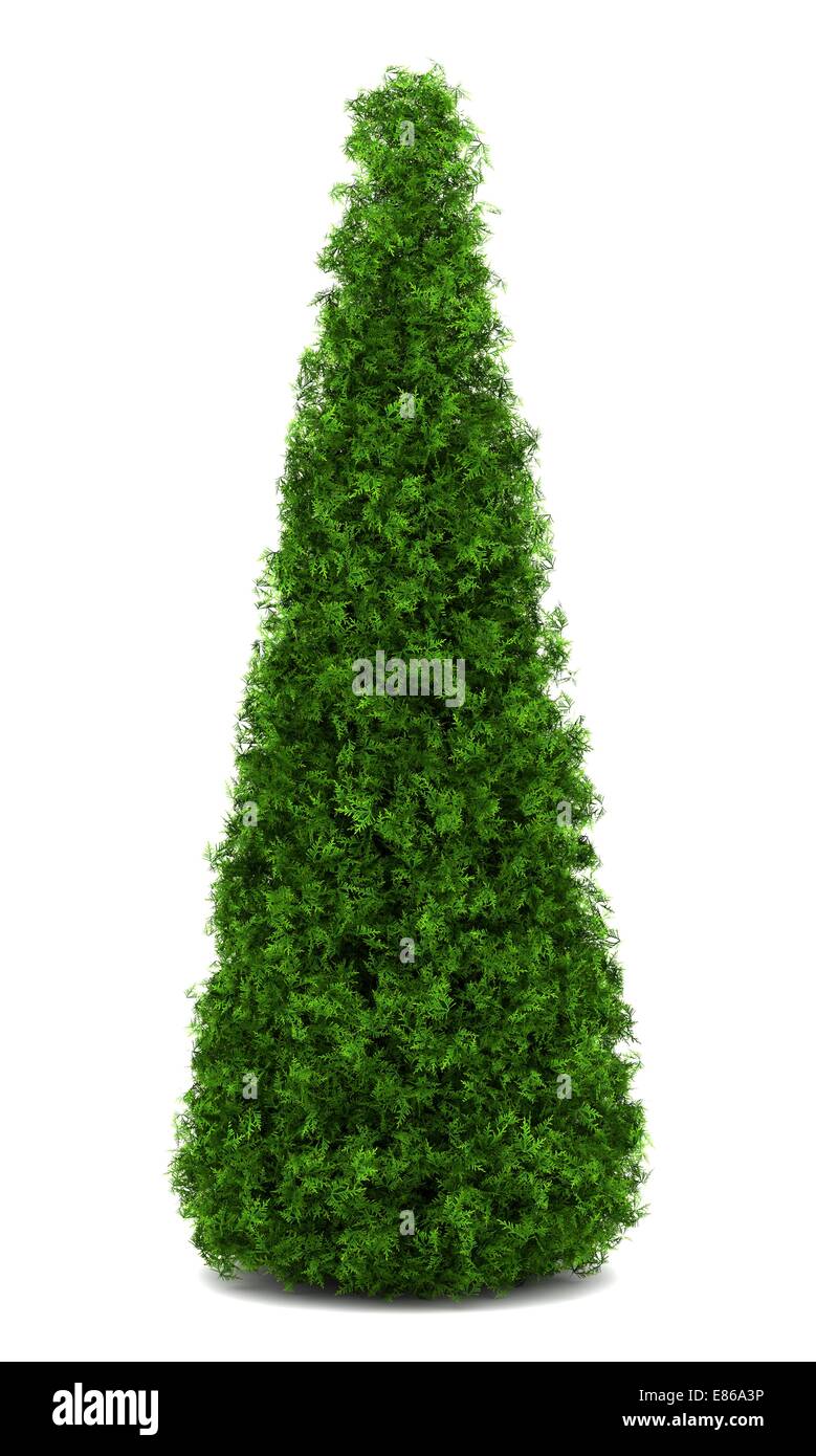 eastern arborvitae bush isolated on white background Stock Photo