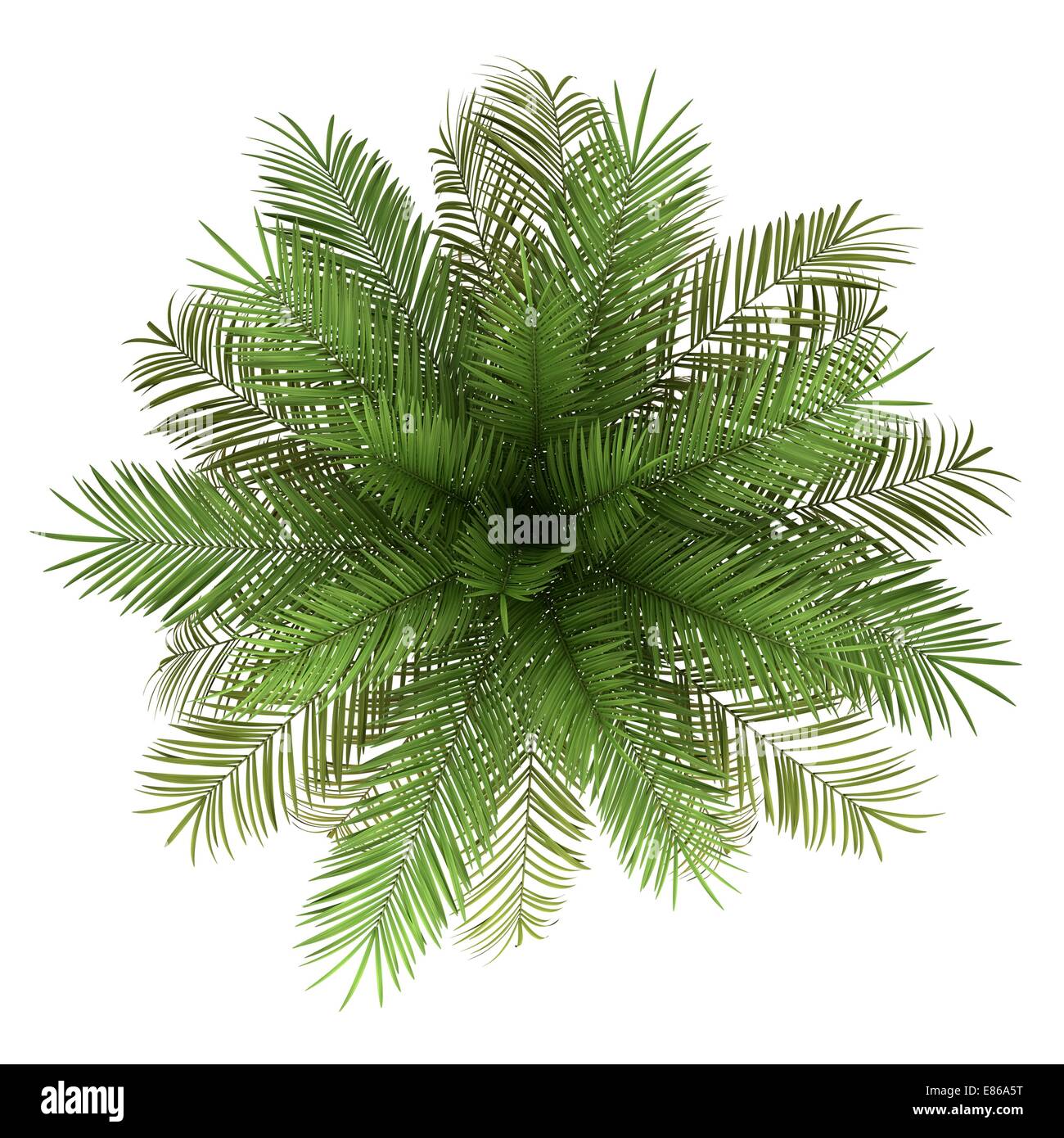 Tree top view Cut Out Stock Images & Pictures - Alamy