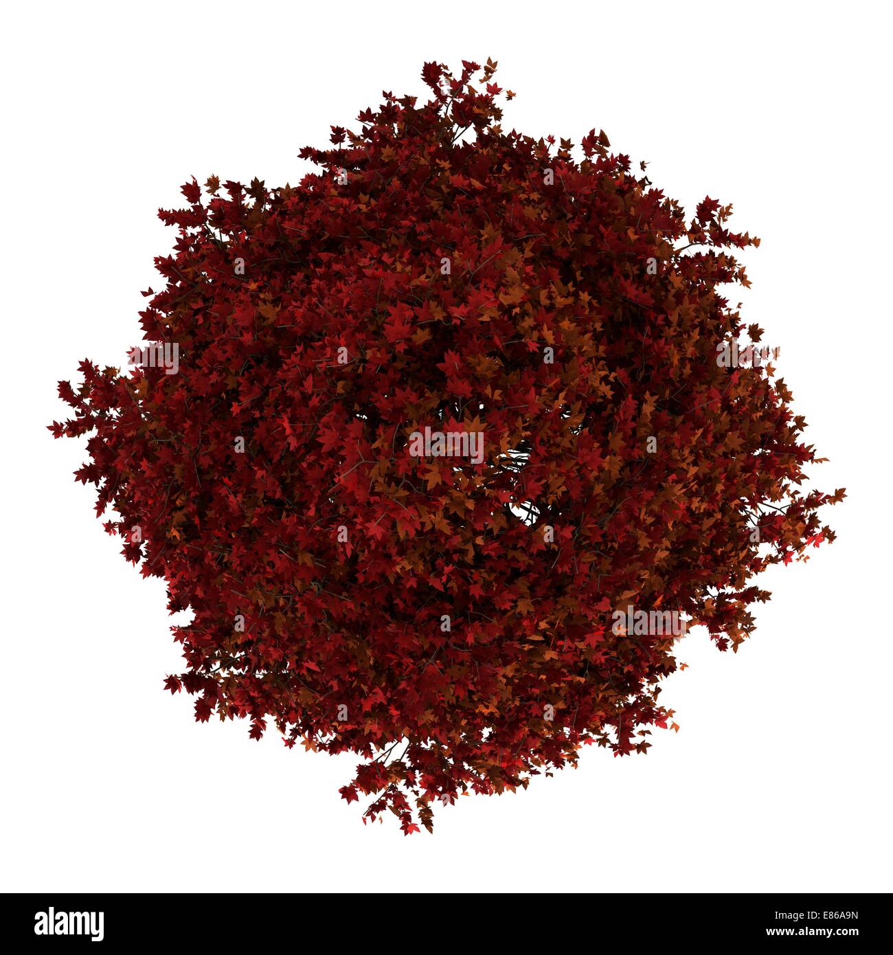 top view of red american sweetgum tree isolated on white background ...