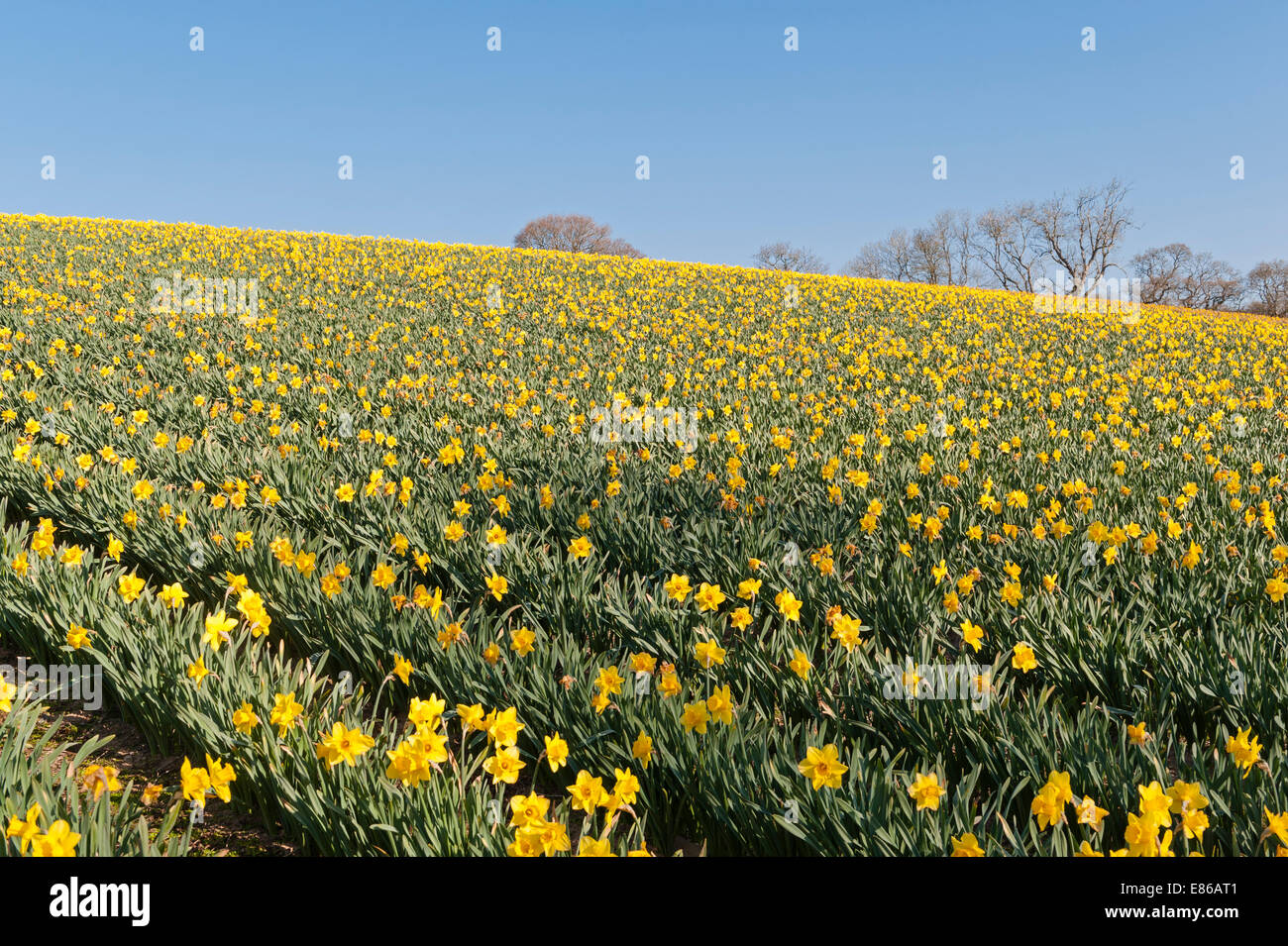 A field of daffodils grown commercially in Cornwall, UK, in spring