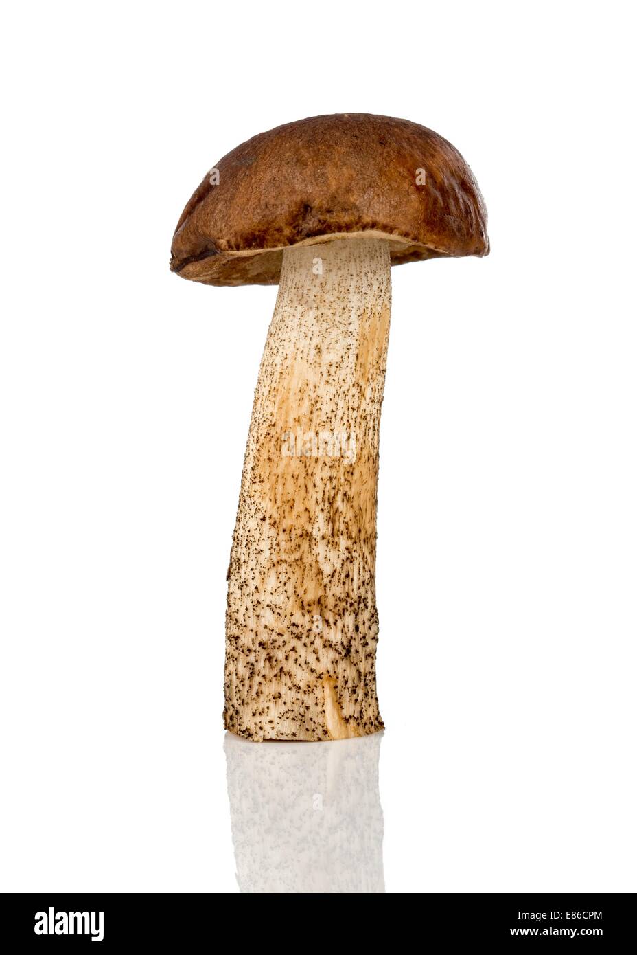 brown cap boletus mushroom on a white background Stock Photo Alamy
