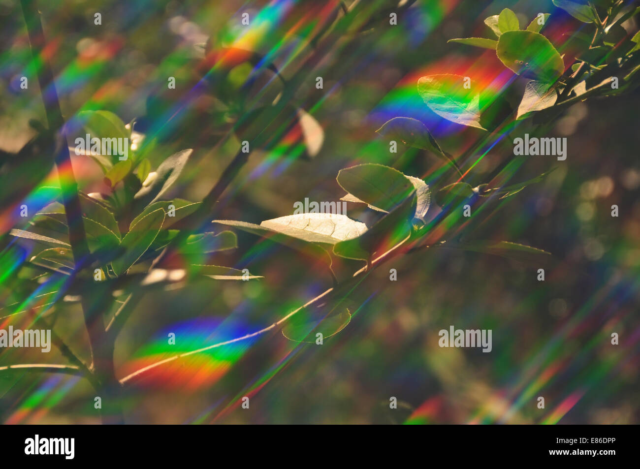 Plant photosynthesis abstract prism light reflections on sunny spring day. Stock Photo