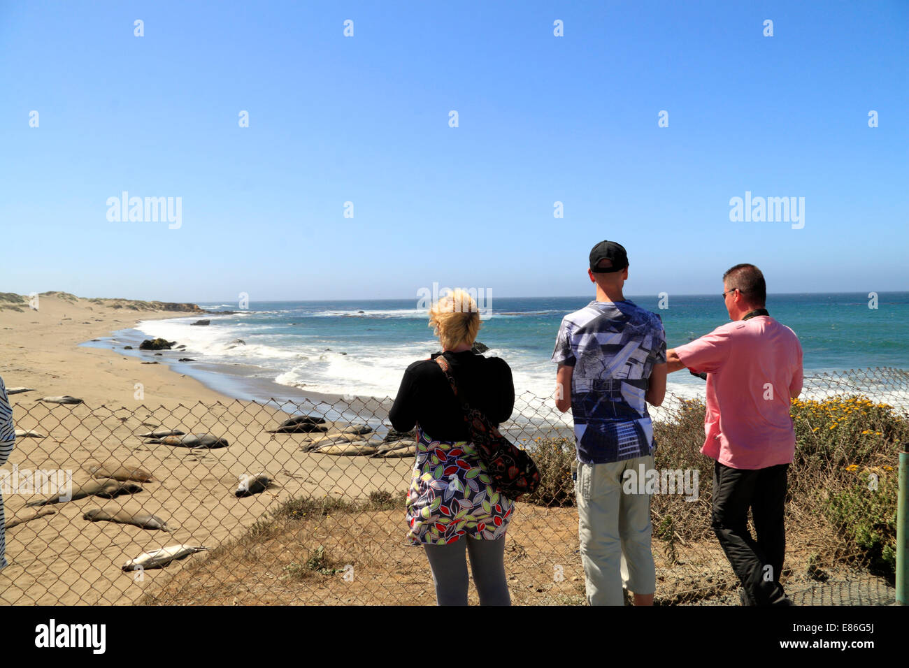 Big Sur, Piedras Blancas Beach, tourists watching Elephant Seals (Seeelefanten), California, USA Stock Photo