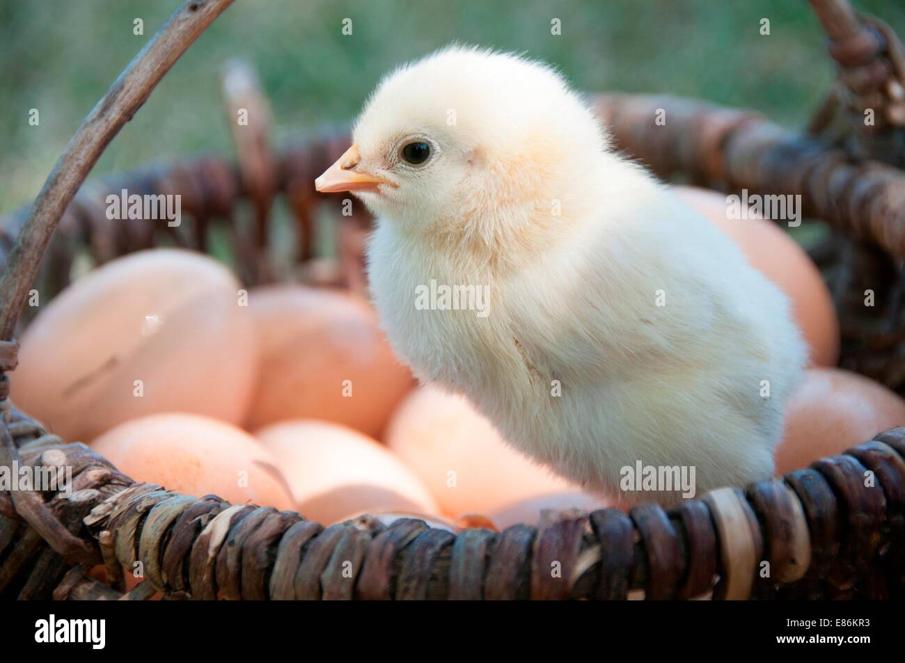 Chick in a basket with eggs Stock Photo