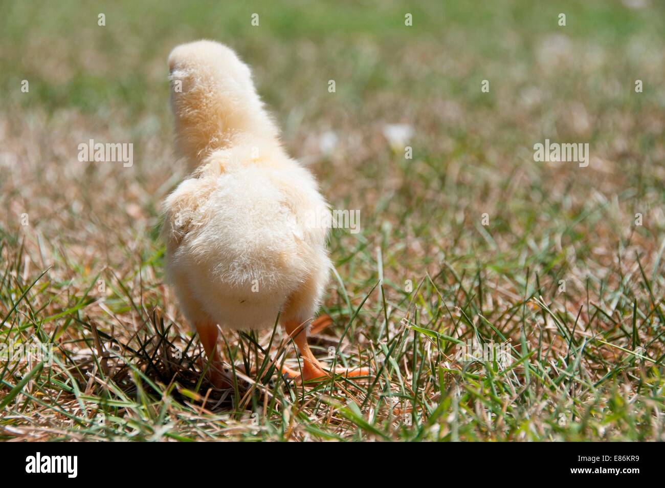 A chick in a field Stock Photo