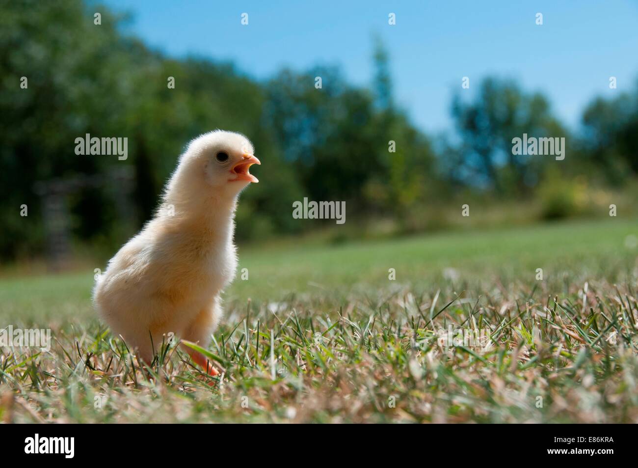 A chick in a field Stock Photo