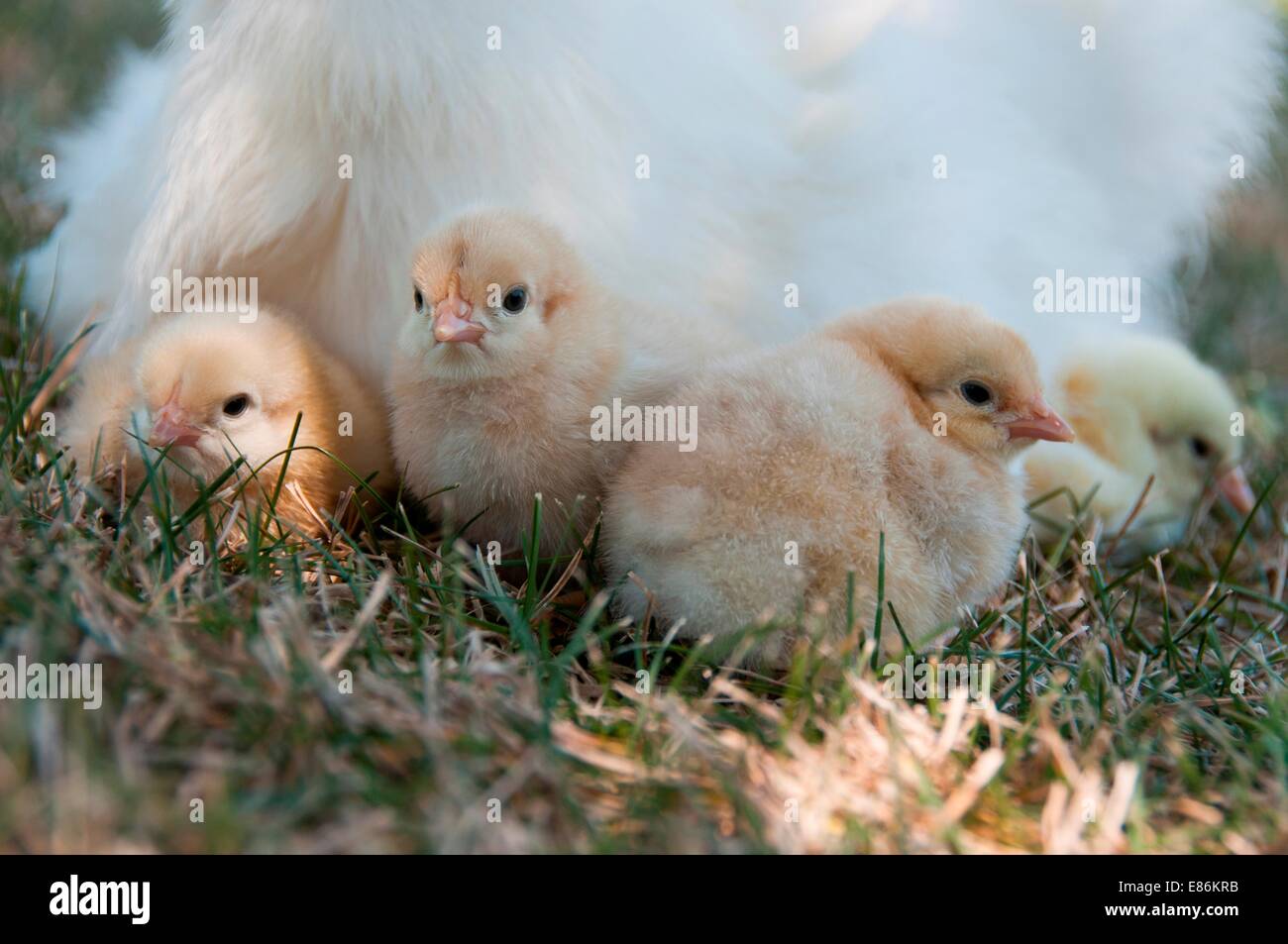 four chicks with their mother Stock Photo