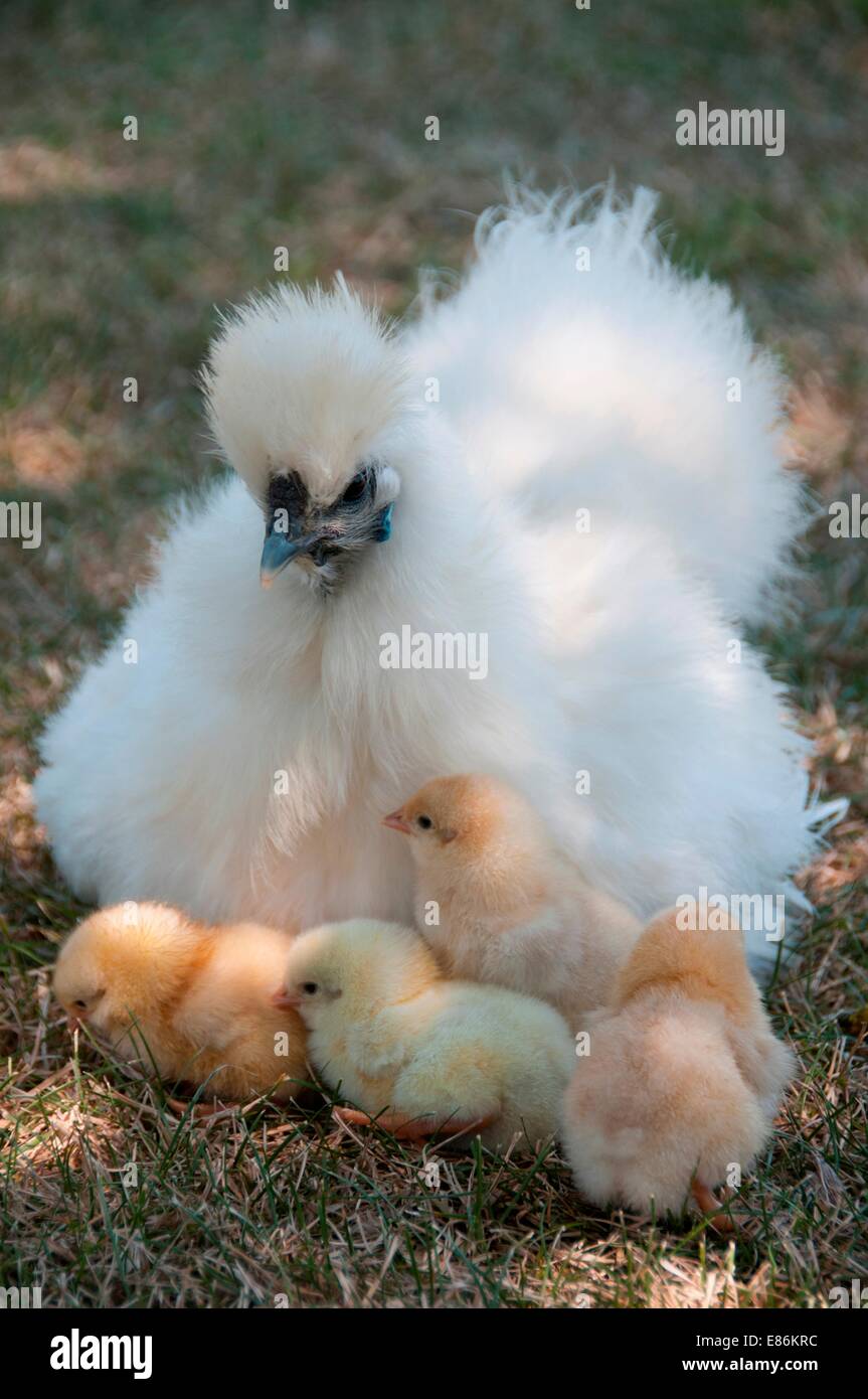 four chicks with their mother Stock Photo