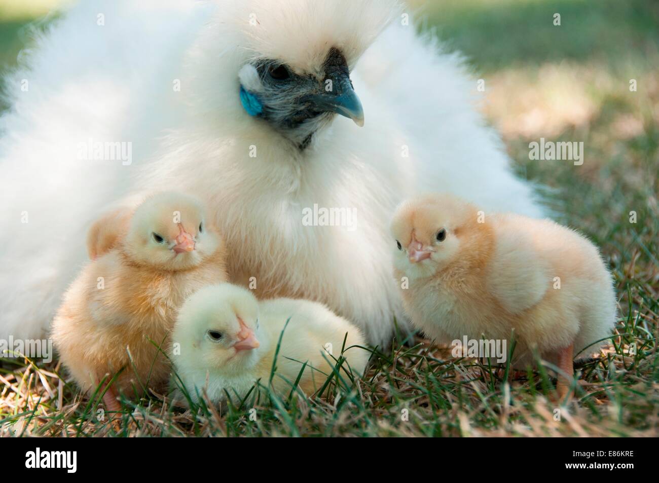 Three chicks with their mother Stock Photo
