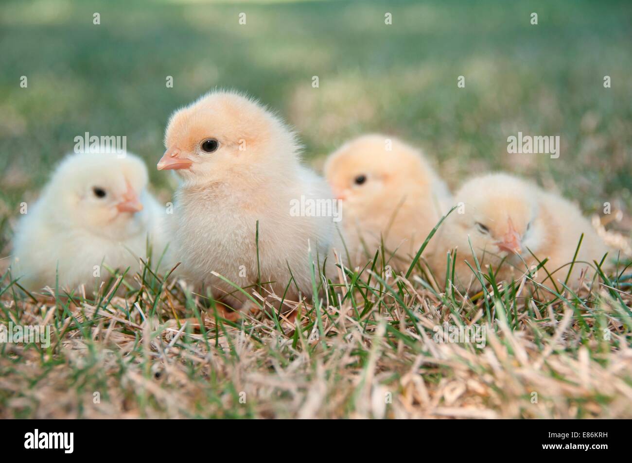 Four chicks sitting on some gass Stock Photo