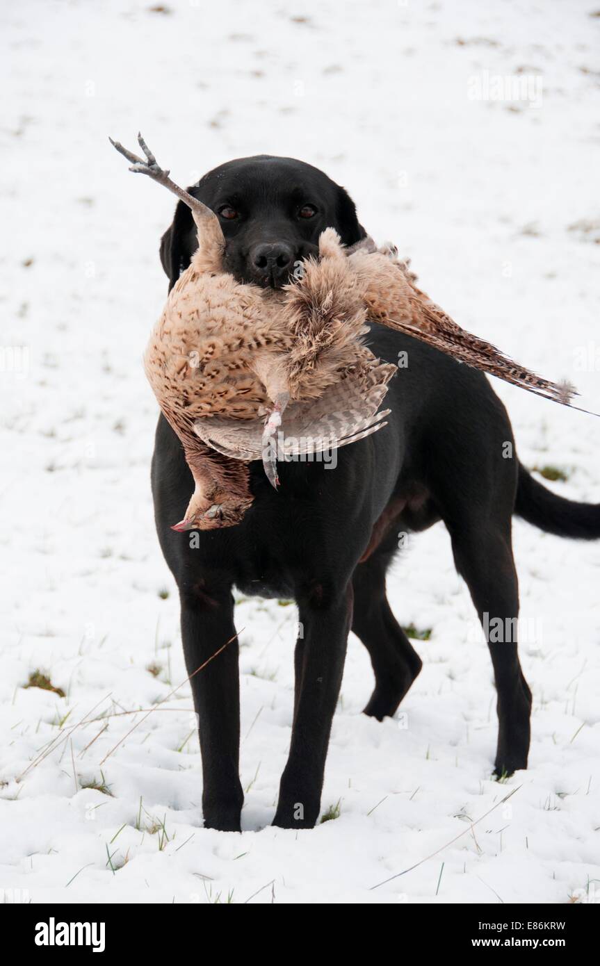 Black lab pheasant hires stock photography and images Alamy