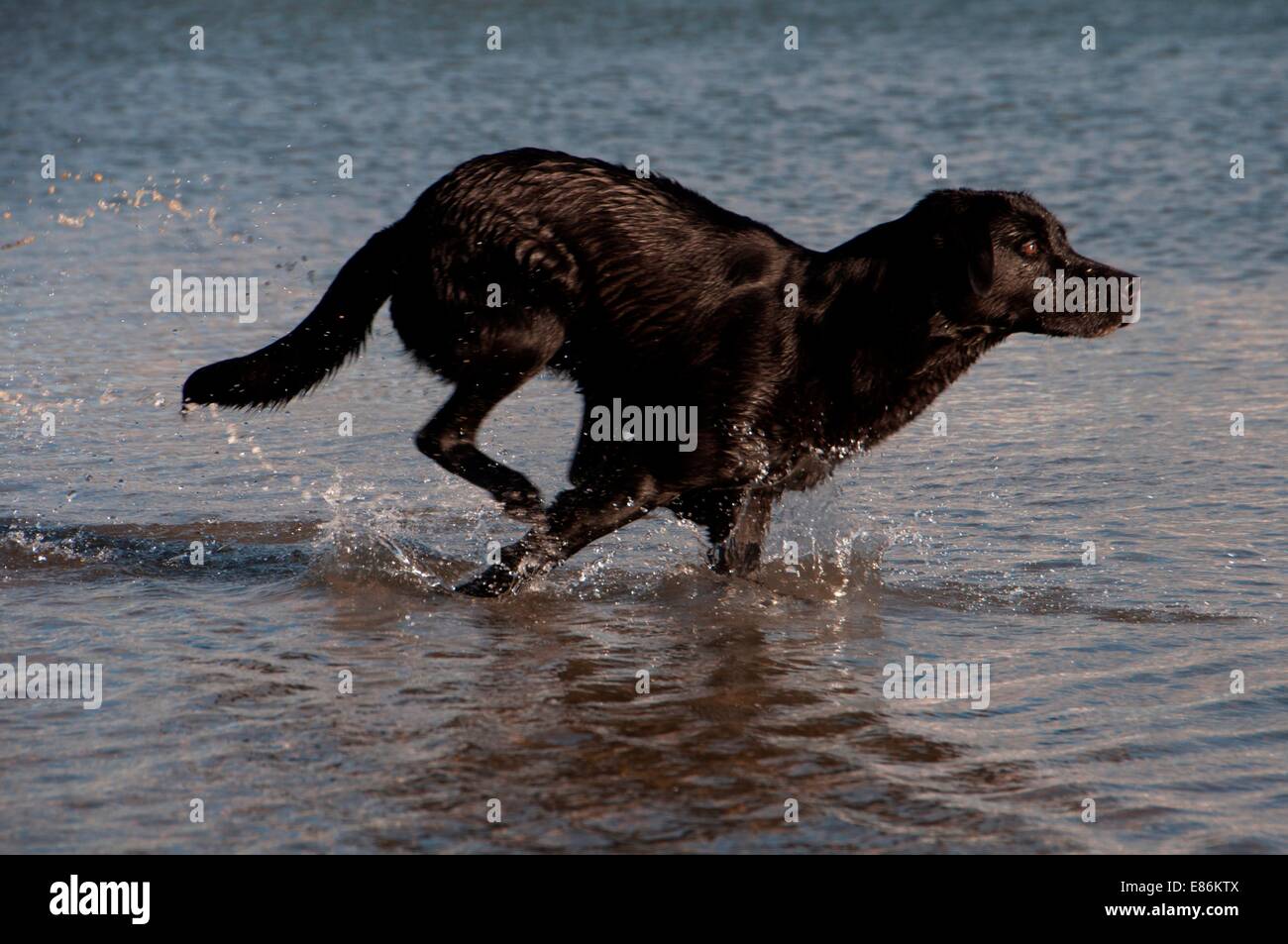 A dog paddling in some water Stock Photo Alamy