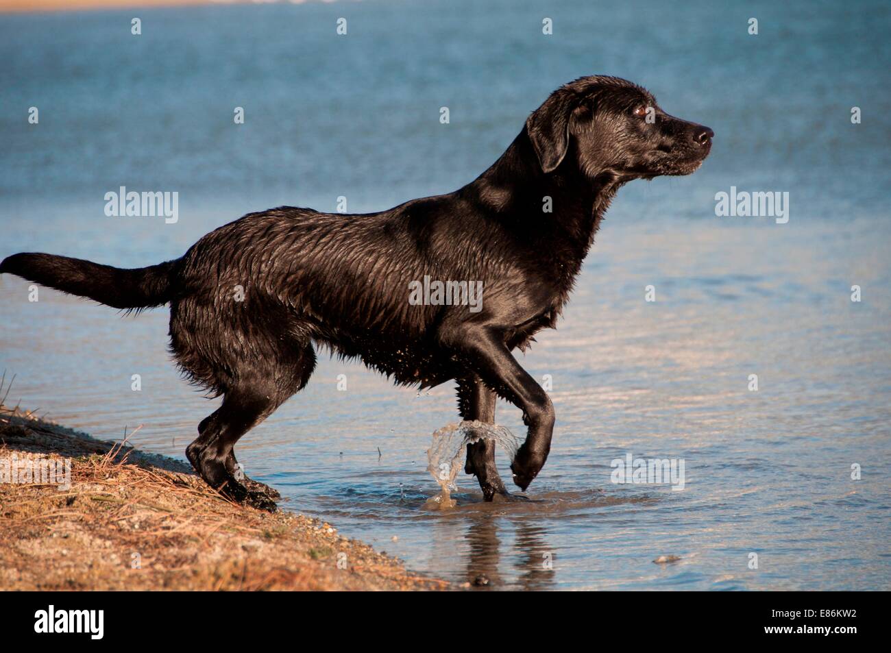 A dog paddling in some water Stock Photo Alamy