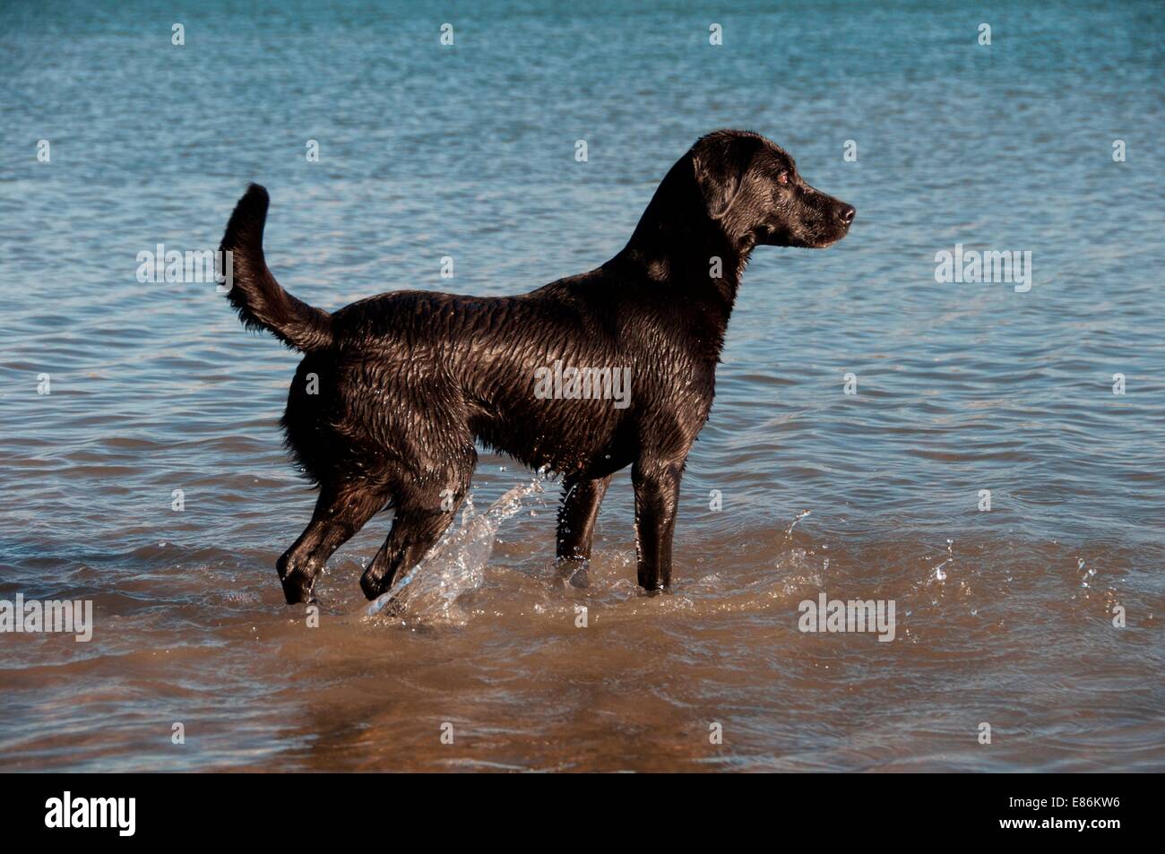A dog paddling in some water Stock Photo Alamy