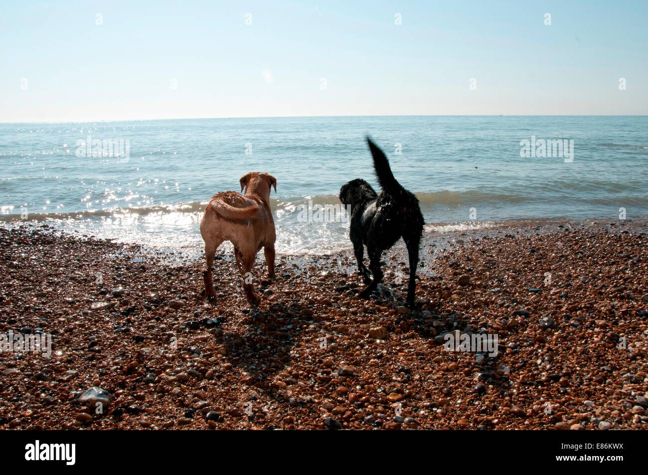A dog paddling in some water Stock Photo Alamy