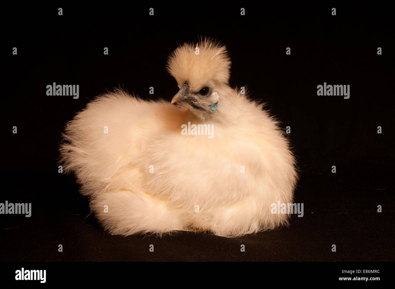 A portrait of a show chicken, isolated on a black background Stock