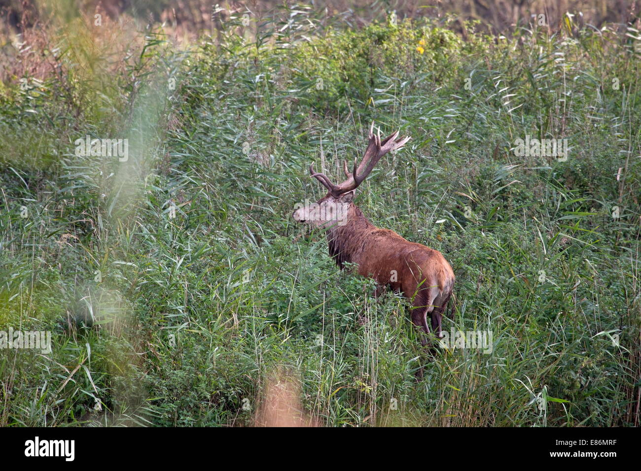 Red deer stands between the tall reeds during the rut, Netherlands ...