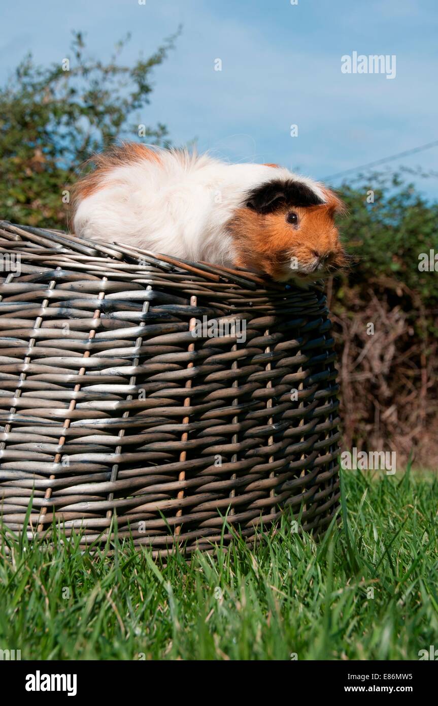 Guinea pigs in a basket Stock Photo