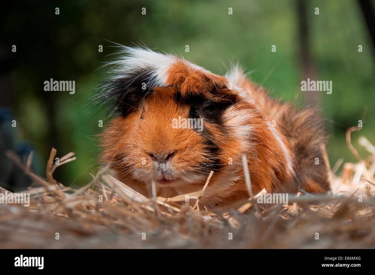 A guinea pig on some straw Stock Photo Alamy