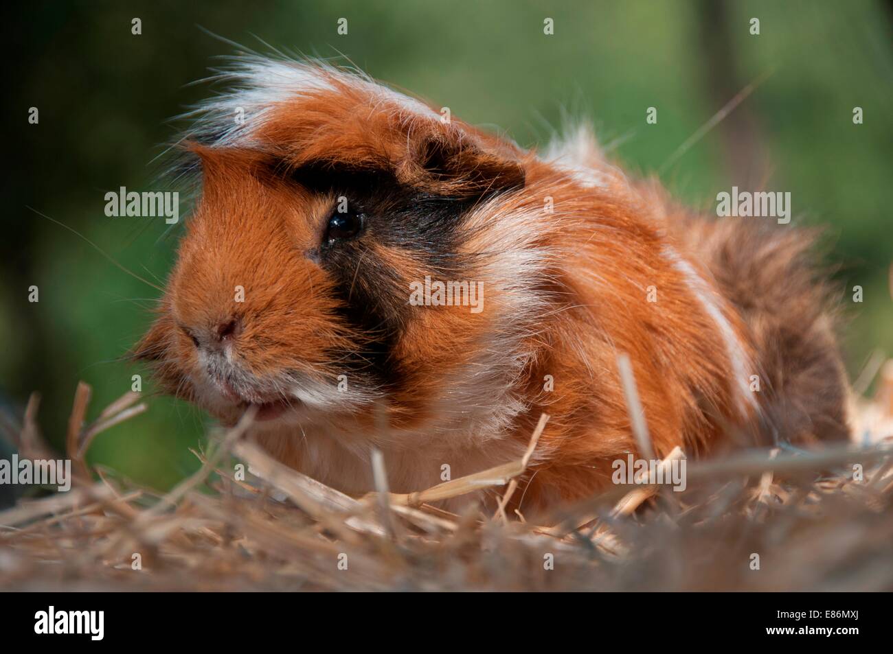 A guinea pig on some straw Stock Photo Alamy