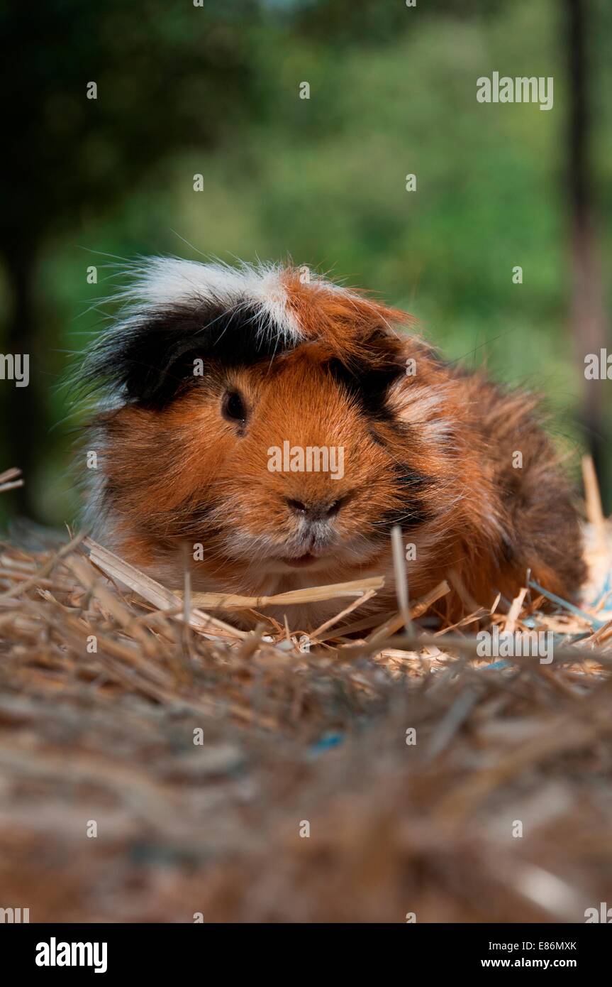 A guinea pig on some straw Stock Photo Alamy