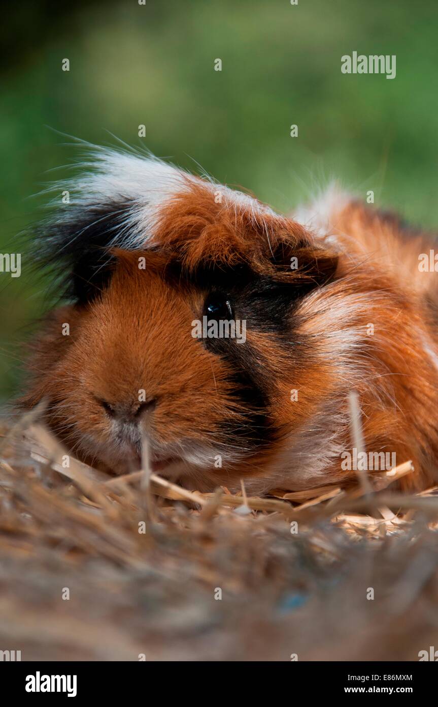 A guinea pig on some straw Stock Photo Alamy