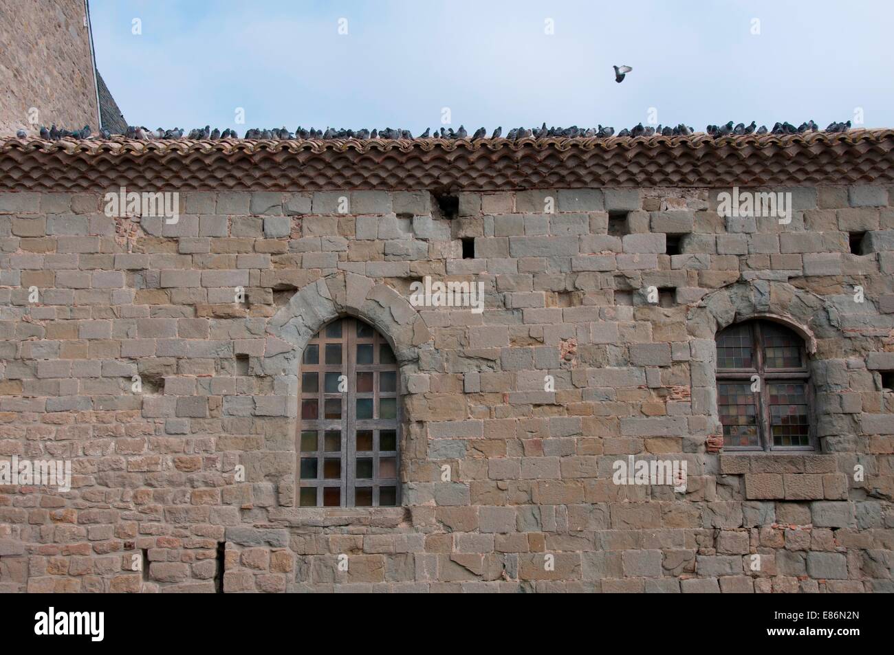 A flock of birds on a roof Stock Photo - Alamy