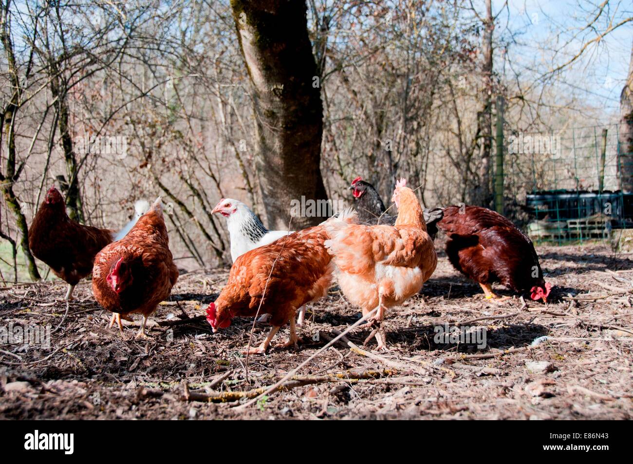 Chickens on a farm Stock Photo