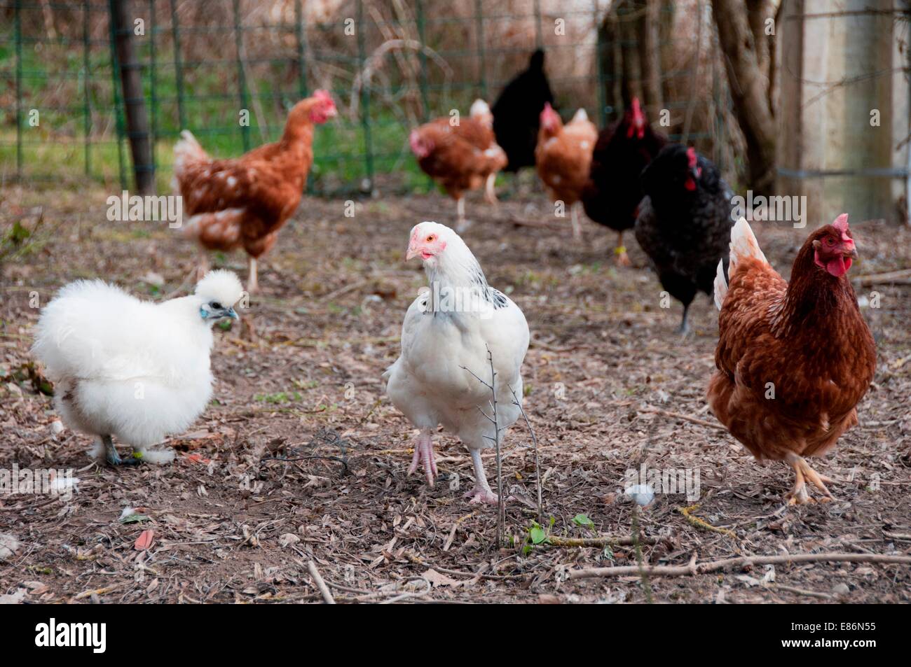 Chickens on a farm Stock Photo