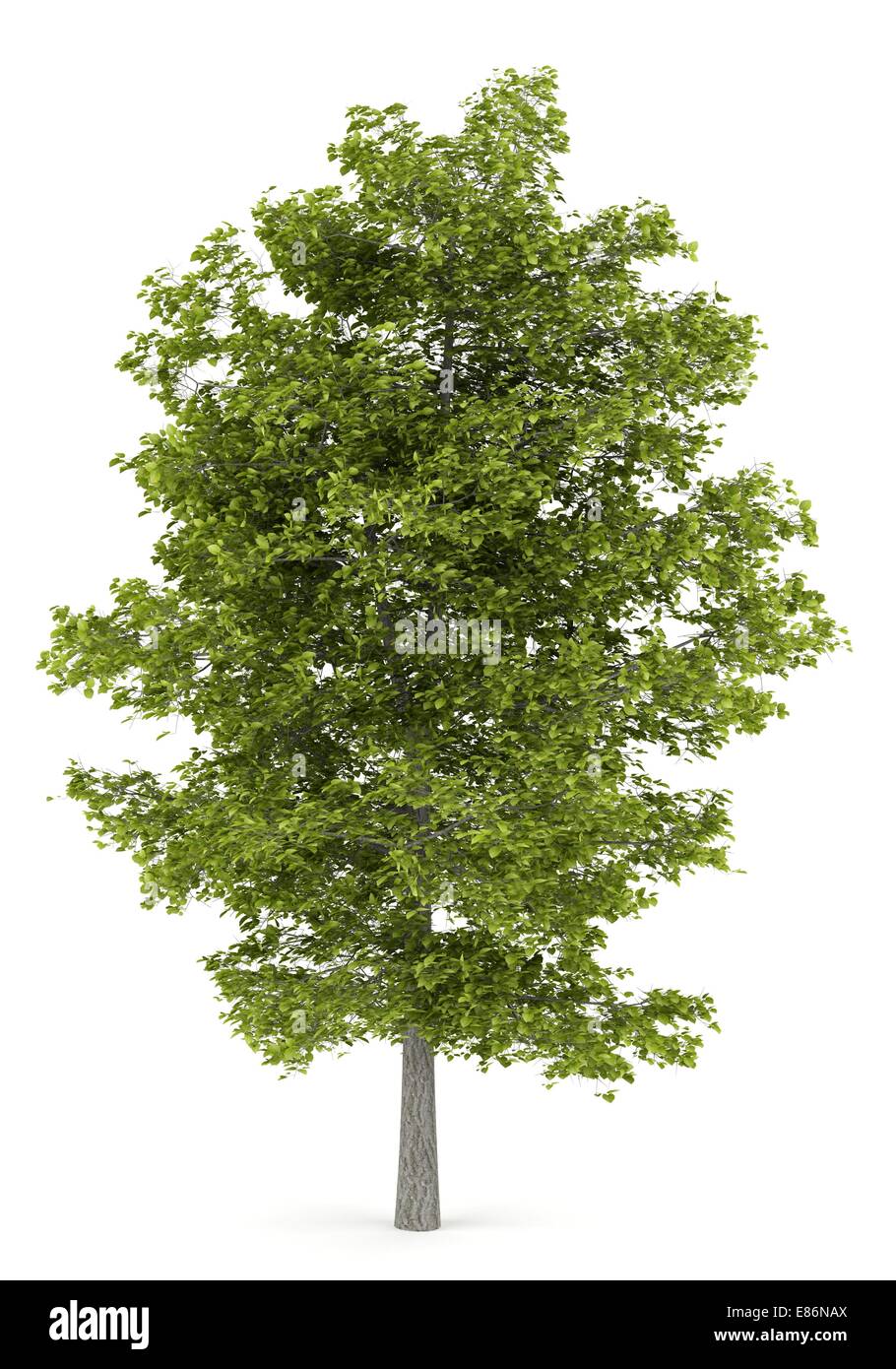 common lime tree isolated on white background Stock Photo - Alamy