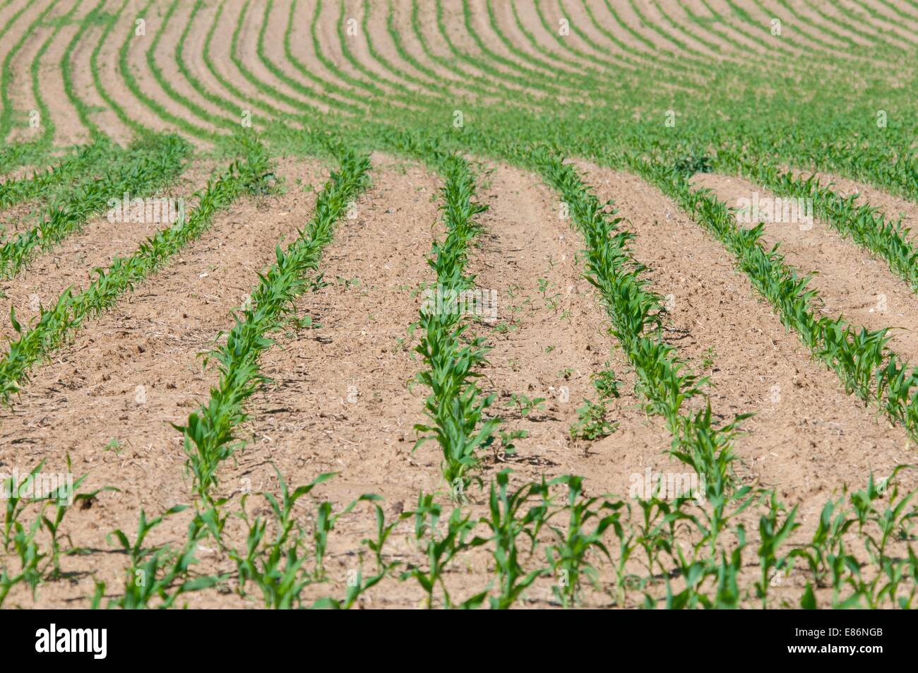 Crops growing in a farmers field Stock Photo Alamy