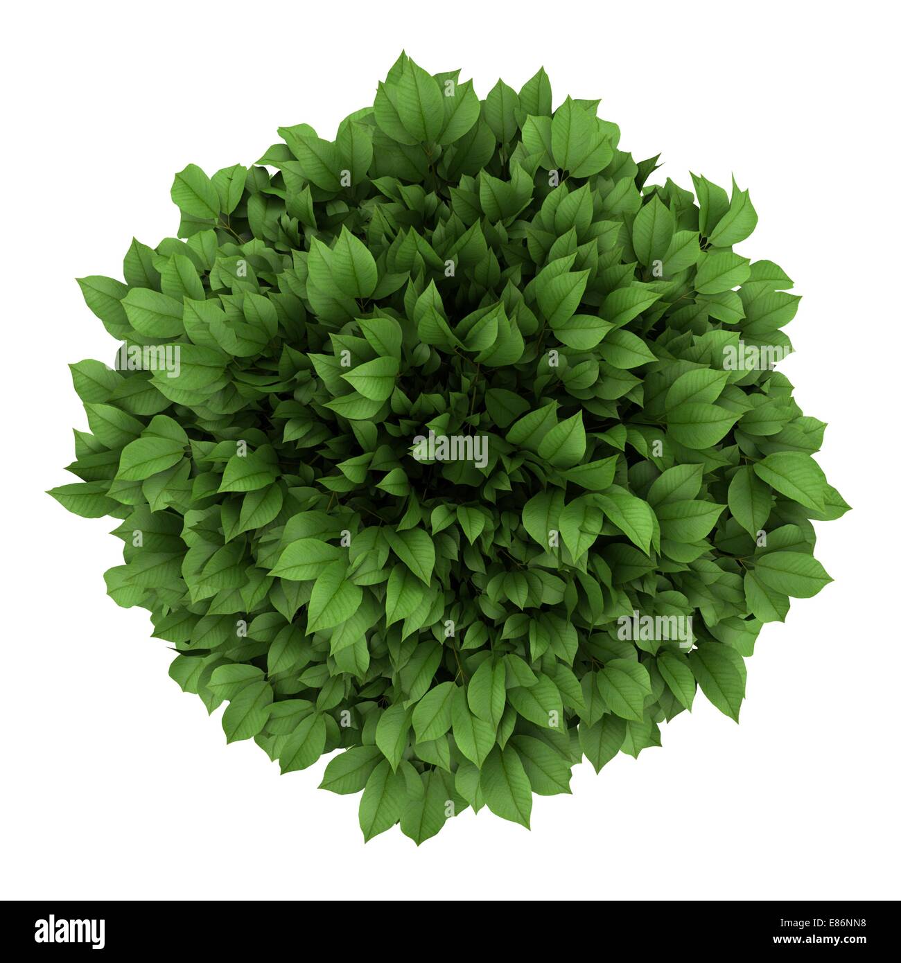 top view of decorative tree in pot isolated on white background Stock ...